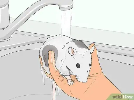 Image titled Reduce Rat Odor Step 2