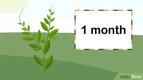 Image titled Grow Vietnamese Mint Step 10