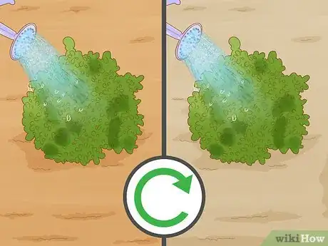 Image titled Grow Boxwood Shrubs Step 15