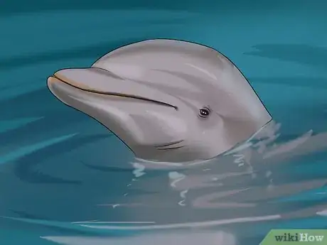 Image titled Identify a New Zealand Dolphin Step 7