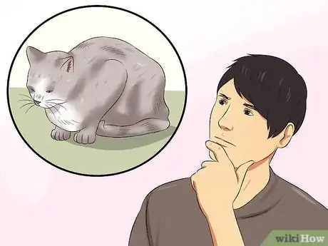 Image titled Diagnose High Thyroid Levels in a Cat Step 14