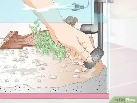 Image titled Keep Crystal Red Shrimp Step 5