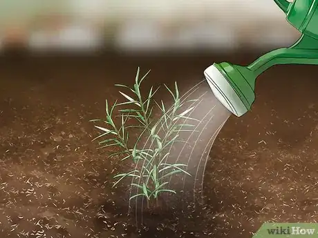 Image titled Grow Moss Rose Step 16