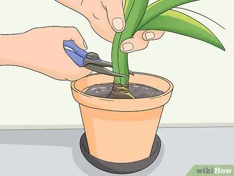 Image titled Store Amaryllis Bulbs Step 1