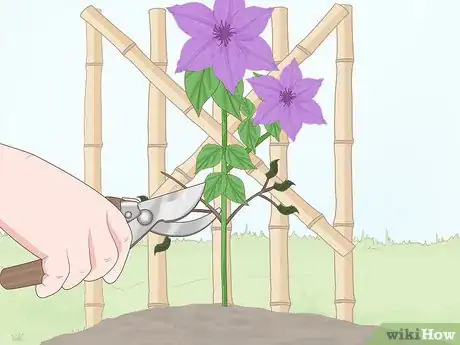 Image titled Plant Clematis Step 11