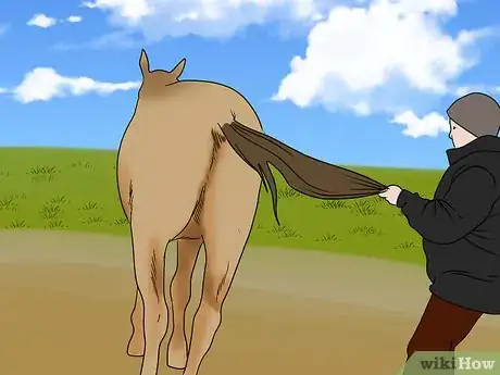 Image titled Load a Frightened Horse Into a Horse Trailer Step 13