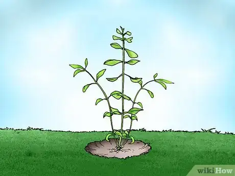 Image titled Grow Bacopa Plants Step 9