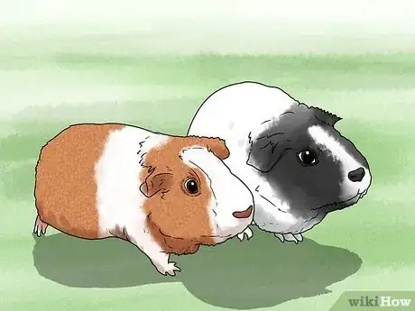 Image titled Keep Your Guinea Pigs Healthy Step 11