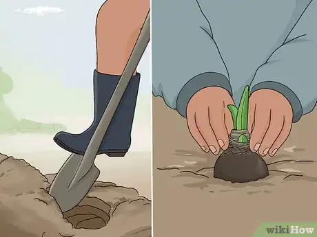 Image titled Store Amaryllis Bulbs Step 8