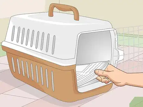 Image titled Prepare a Guinea Pig for Show Step 21