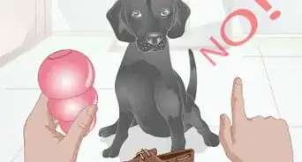 Deter a Dog from Misbehaving Using a Water Gun