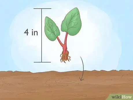 Image titled Buy Rhubarb Step 10