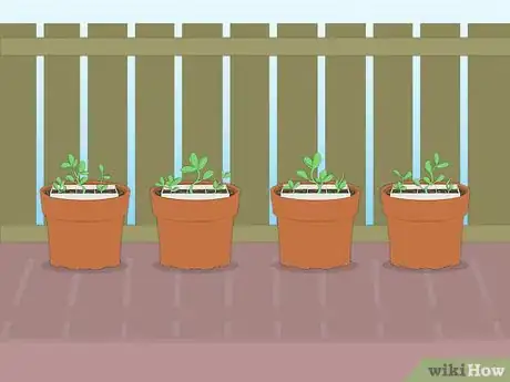 Image titled Propagate Azaleas Step 49