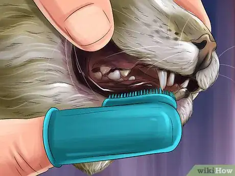 Image titled Take Care of an Oriental Cat Step 3