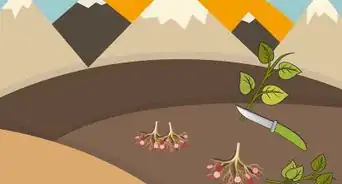 Sprout Sweet Potatoes