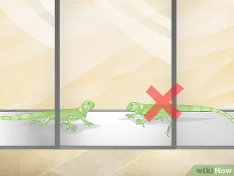 Image titled Care for a Green Iguana Hatchling Step 2