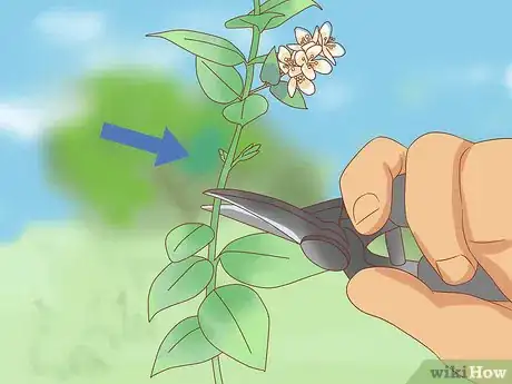 Image titled Prune Jasmine Step 9