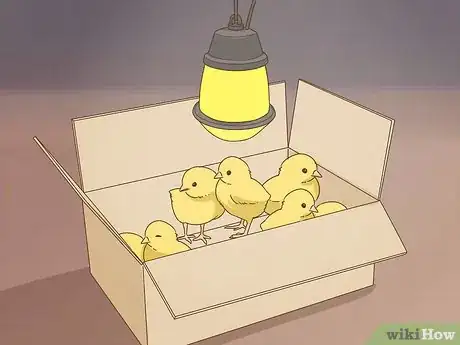 Image titled Keep a Pet Chicken Step 5