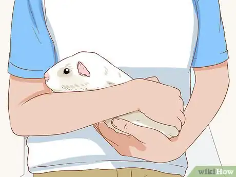 Image titled Get Your Guinea Pig to Popcorn Step 4