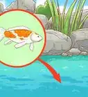 Clean a Koi Pond