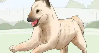 Identify a Belgian Laekenois