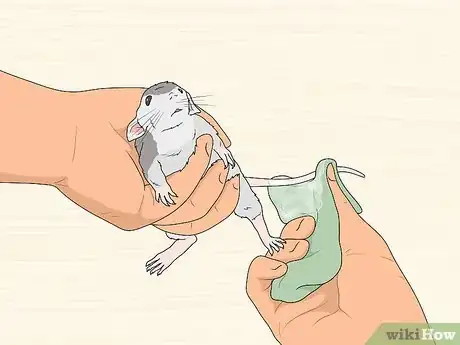 Image titled Reduce Rat Odor Step 6