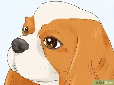 Image titled Identify a Cavalier King Charles Spaniel Step 3