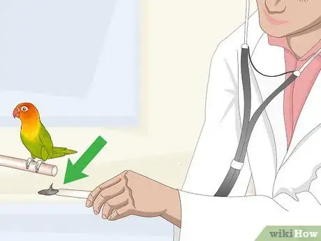 Image titled Treat Chlamydiosis in Lovebirds Step 13