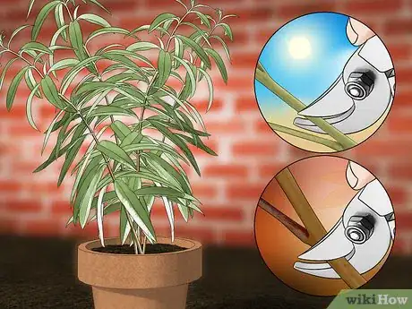 Image titled Grow Lemon Verbena Step 1