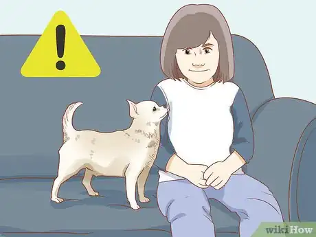 Image titled Prevent Your Chihuahua from Behaving Badly Step 18