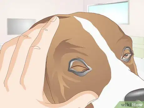 Image titled Diagnose Ingrown Eyelids in Dogs Step 2