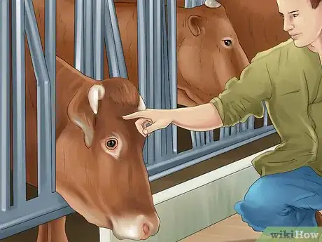 Image titled Treat and Prevent Nitrate Toxicity in Cattle Step 16