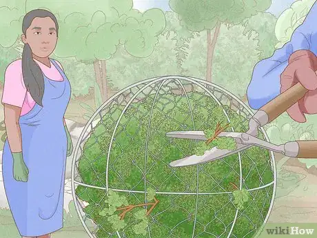 Image titled Grow a Topiary Step 11