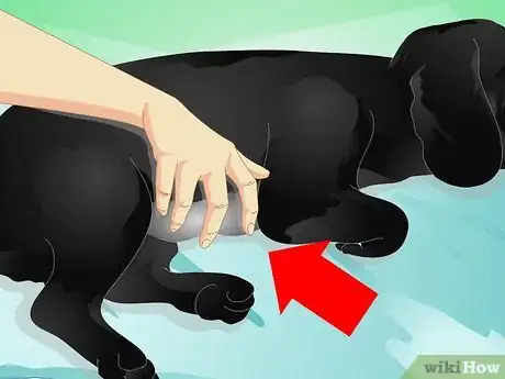 Image titled Give Your Dog a Massage Step 7
