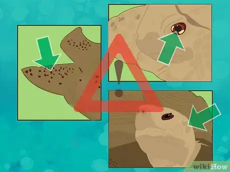 Image titled Wake a Tortoise from Hibernation Step 8