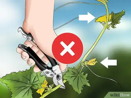 Image titled Prune Cucumber Plants Step 7