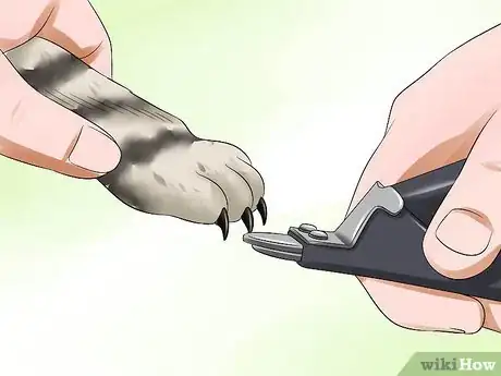 Image titled Care for Egyptian Maus Step 11