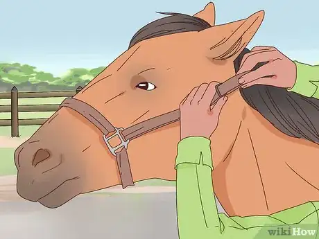 Image titled Teach a Horse to Bow Properly Step 4