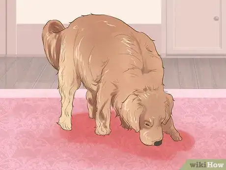 Image titled Diagnose Behavioral Dysfunction in Senior Dogs Step 1