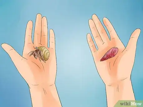 Image titled Care for Hermit Crabs Step 14