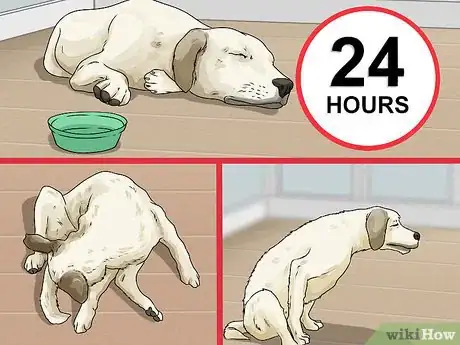 Image titled Whelp and Raise a Single Puppy Step 3