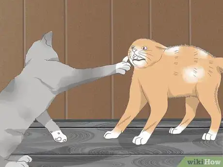 Image titled Diagnose Keratitis in Cats Step 12