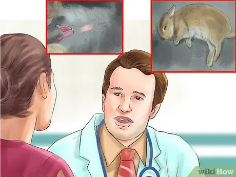 Image titled Get Rabbits Spayed or Neutered Step 2