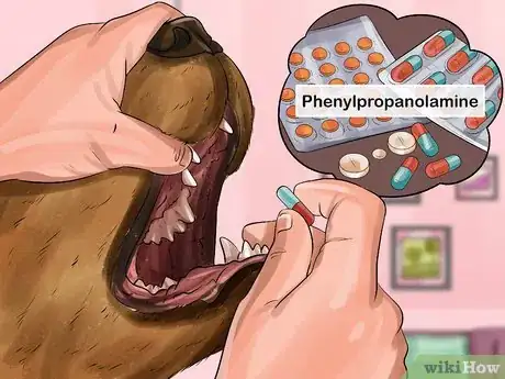 Image titled Treat Canine Incontinence Step 9