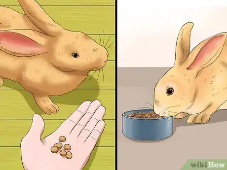 Image titled Diagnose Dental Problems in Rabbits Step 8