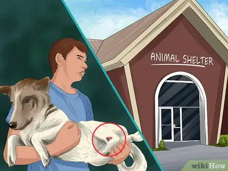Image titled Return a Stray Dog to Its Owner Step 8