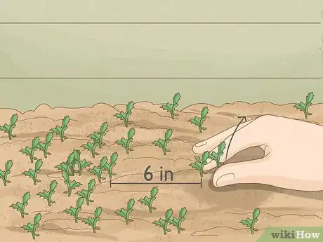 Image titled Grow Oriental Poppies Step 6