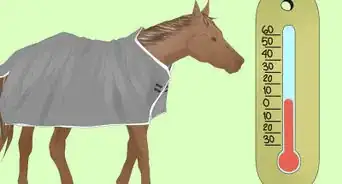 Measure for a Horse Blanket