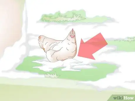 Image titled Treat Frostbite in Chickens Step 1