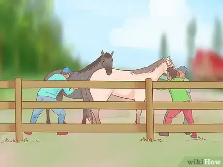 Image titled Handle and Control a Stallion Step 12